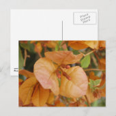 Oranje Bourgonvillia-Briefkaart Briefkaart (Voorkant / Achterkant)
