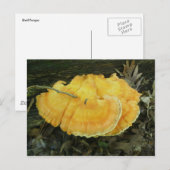 Oranje Bracket Fungus Briefkaart (Voorkant / Achterkant)