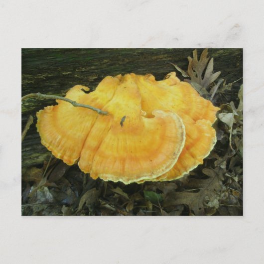 Oranje Bracket Fungus Briefkaart (Voorkant)