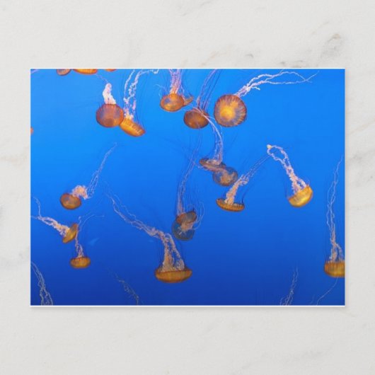 Oranje Briefkaart (Voorkant)