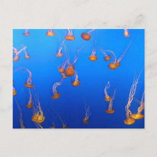 Oranje Briefkaart (Voorkant)