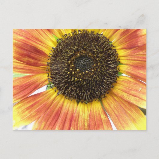 Oranje Briefkaart (Voorkant)