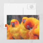 Oranje Briefkaart (Voorkant / Achterkant)