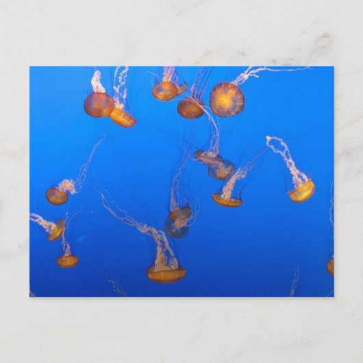 Oranje Briefkaart (Voorkant)