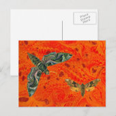 Oranje Briefkaart met gemarmerde motten (Voorkant / Achterkant)