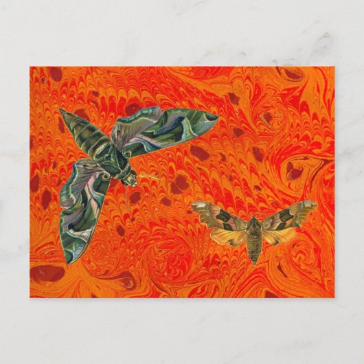 Oranje Briefkaart met gemarmerde motten (Voorkant)