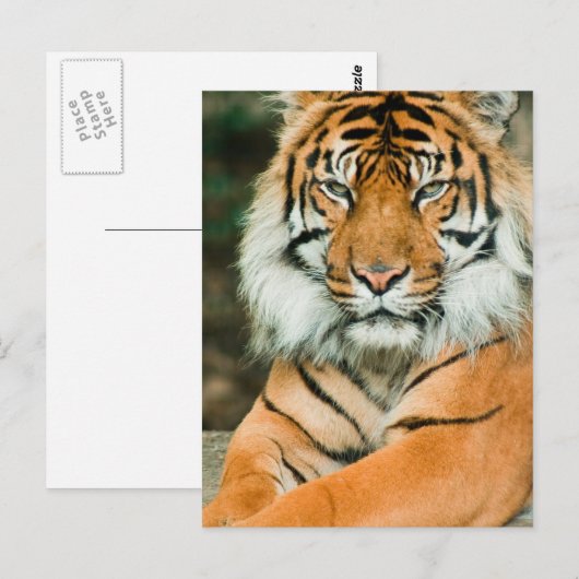 Oranje Briefkaart Tiger (Voorkant / Achterkant)