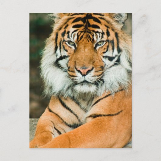 Oranje Briefkaart Tiger (Voorkant)