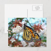 Oranje Briefkaart van Monarch Butterfly (Voorkant / Achterkant)