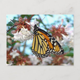 Oranje Briefkaart van Monarch Butterfly