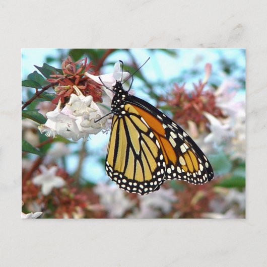Oranje Briefkaart van Monarch Butterfly (Voorkant)