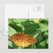 Oranje Briefkaart van vlinder (Voorkant / Achterkant)