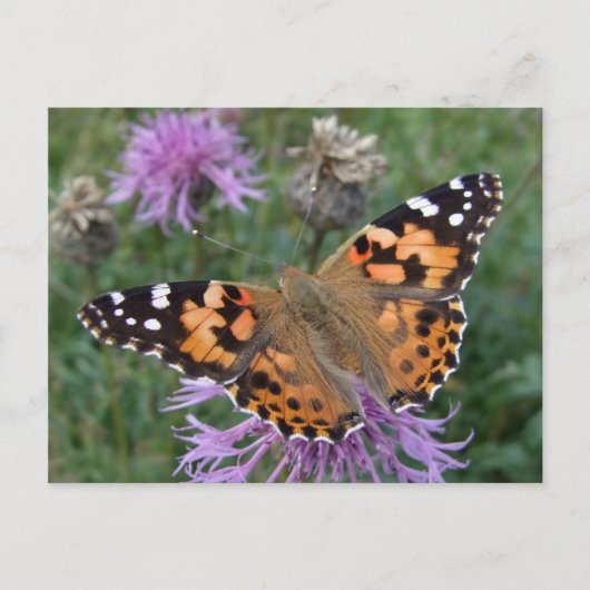 Oranje Briefkaart van vlinder (Voorkant)
