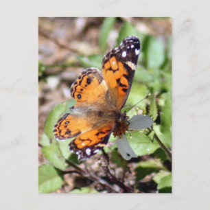 Oranje bruine vlinder Foto Briefkaart