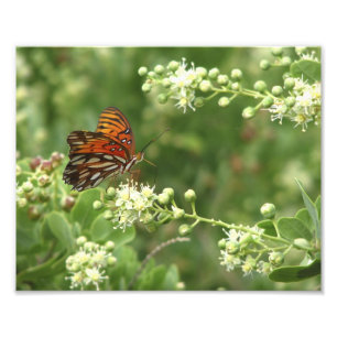Oranje Butterfly-foto Foto Afdruk