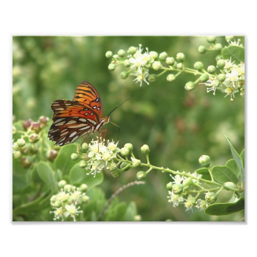 Oranje Butterfly-foto Foto Afdruk (Voorkant)