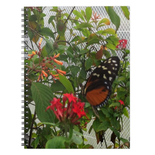 ORANJE BUTTERFLY NOTITIEBOEK (Voorkant)