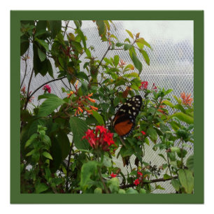 ORANJE BUTTERFLY PERFECT POSTER