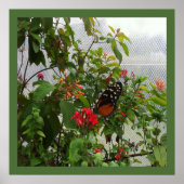 ORANJE BUTTERFLY POSTER (Voorkant)