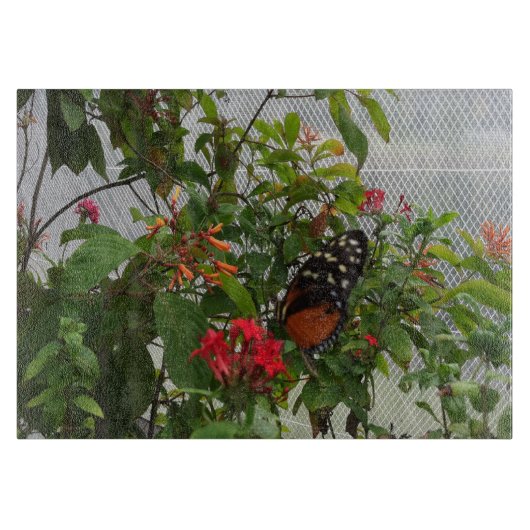 ORANJE BUTTERFLY SNIJPLANK (Voorkant)