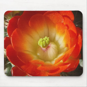 Oranje cactus bloem Muismat
