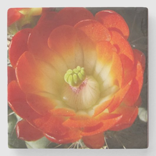 Oranje cactus bloemsteen onderzetter (Voorkant)