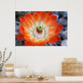 Oranje Cactus Flower Poster (Keuken)