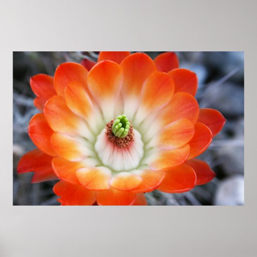 Oranje Cactus Flower Poster (Voorkant)