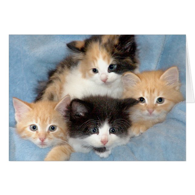 Oranje, Calico- en Black/White Kittens-kaarten (Voorkant Horizontaal)