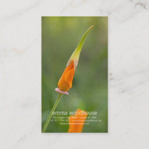 Oranje California Poppy Bud Visitekaartje