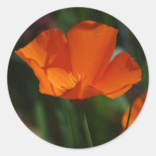Oranje California Poppy Sticker