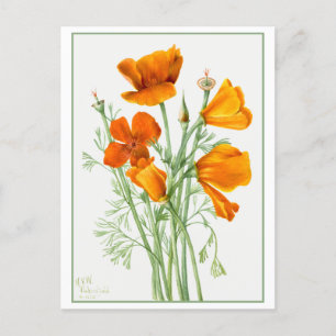 Oranje Californië Poppy / Poppies Vintage Briefkaart