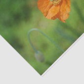 Oranje Californië Poppy Tissuepapier (Detail)