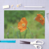 Oranje Californië Poppy Tissuepapier (Craft)