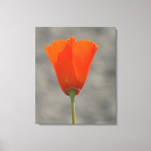 Oranje Californische bloem Canvas Afdruk (Voorkant)