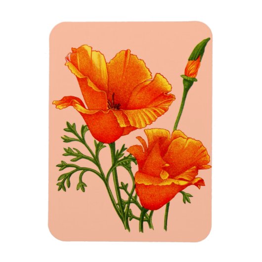 oranje Californische papaver Magneet (Verticaal)