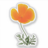 oranje Californische papaver Sticker (Voorkant)