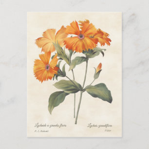 Oranje  campion-illustratie botanische illustratie briefkaart