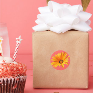 Oranje Cape Daisy tegen Living Coral Background Ronde Sticker
