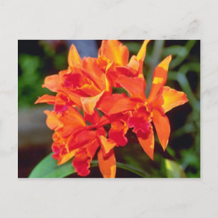 Oranje Cattleya-bloemen Briefkaart