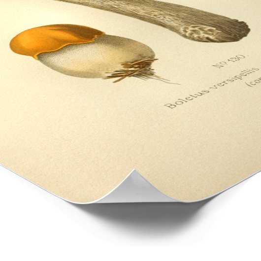  Oranje champignons Kunst print Frans (Hoek)