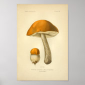  Oranje champignons Kunst print Frans (Voorkant)