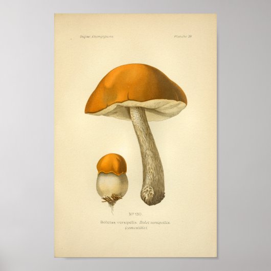  Oranje champignons Kunst print Frans (Voorkant)