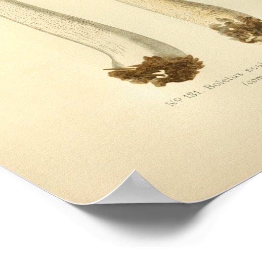  Oranje champignons Kunst print Frans (Hoek)