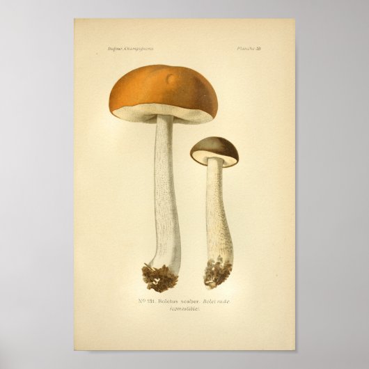  Oranje champignons Kunst print Frans (Voorkant)