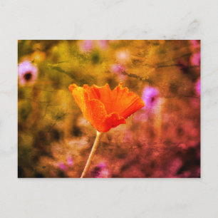 Oranje chiffon briefkaart