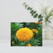 Oranje Chrysanthemum Briefkaart (Staand voorkant)