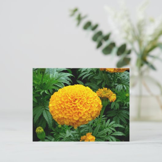 Oranje Chrysanthemum Briefkaart (Staand voorkant)