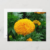 Oranje Chrysanthemum Briefkaart (Voorkant / Achterkant)