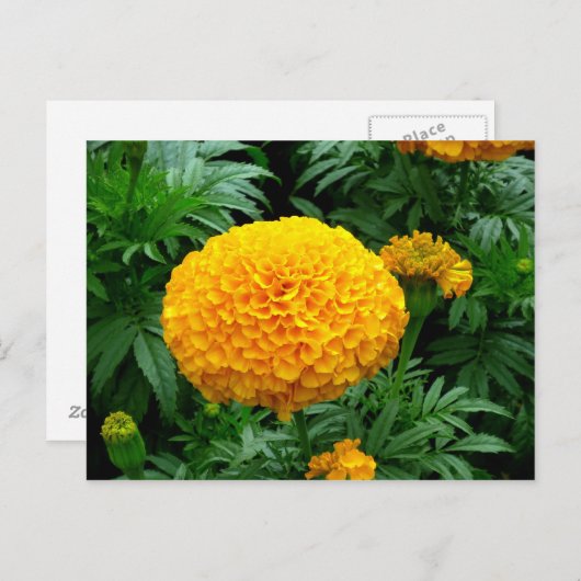 Oranje Chrysanthemum Briefkaart (Voorkant / Achterkant)